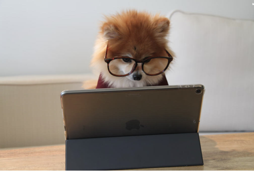 Brown, little fluffy dog wearing glasses looking at iPad. 